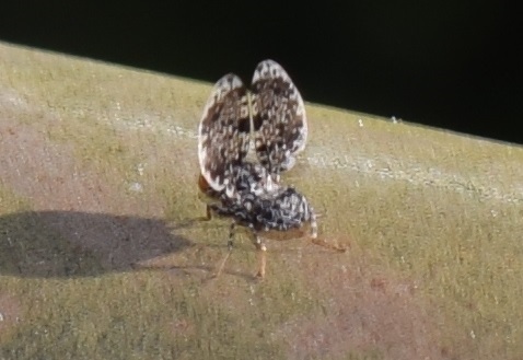 Callopistromyia annulipes (Ulidiidae)